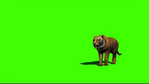 Videohive - Tiger Walking 7 - 33528638 - 33528638