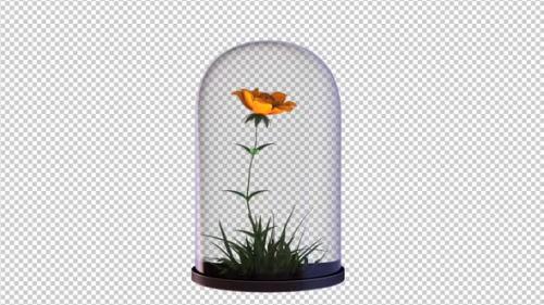 Videohive - Growing Rose Flower In The Glass Lantern - 33602730 - 33602730