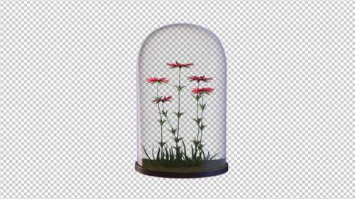 Videohive - Growing Red Flowers In The Glass Lantern - 33602751 - 33602751