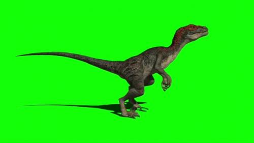 Videohive - Velociraptor Dinosaur Walking 5 - 33609409 - 33609409