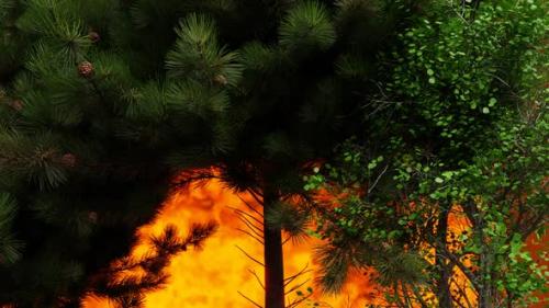 Videohive - Raging fire in the forest. - 33611644 - 33611644