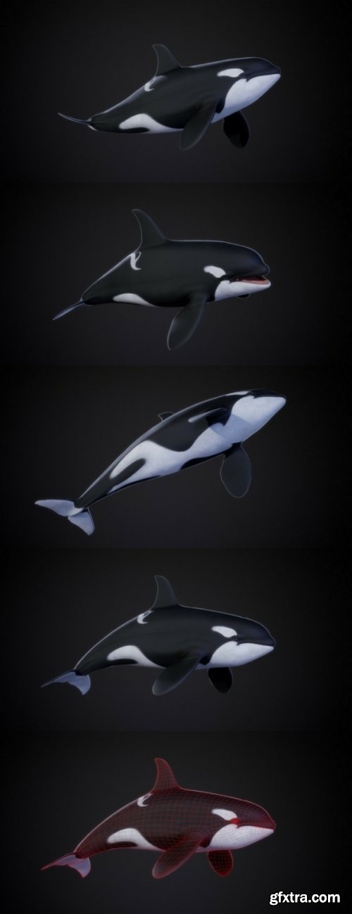 Orca