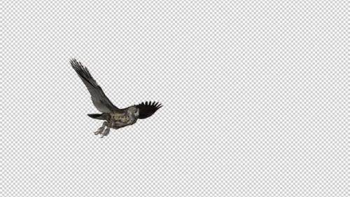 Videohive - Owl - Horned - Flying Transition III - 33622100 - 33622100