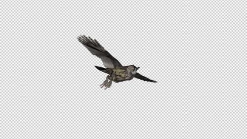 Videohive - Owl - Horned - Flying Loop - Side View II - 33622101 - 33622101