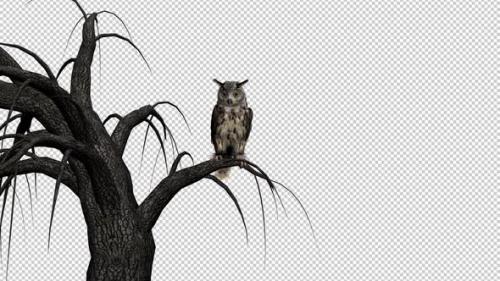 Videohive - Horned Owl - Sitting on Tree - Transparent Loop - 33622104 - 33622104