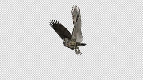 Videohive - Owl - Horned - Flying Loop - Side View I - 33622106 - 33622106