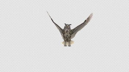 Videohive - Owl - Horned - Flying Transition II - 33622110 - 33622110