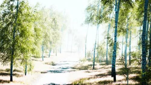 Videohive - Birch Forest in Sunlight in the Morning - 33605407 - 33605407