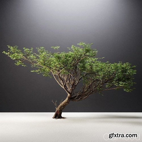 Acacia Tree 3d Model