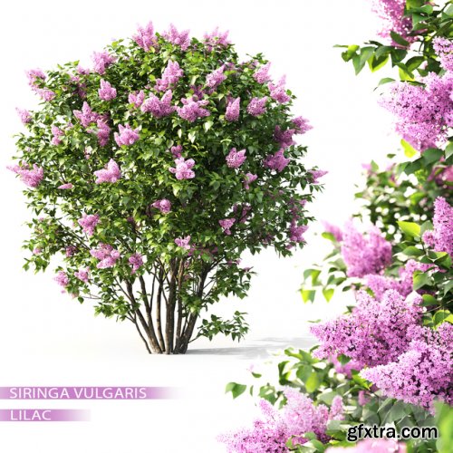 Lilac flowering