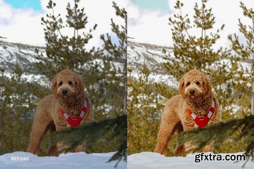 CreativeMarket - Lightroom Preset-Cute Dog Theme 4972692