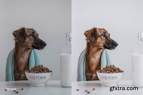 CreativeMarket - Lightroom Preset-Cute Dog Theme 4972692