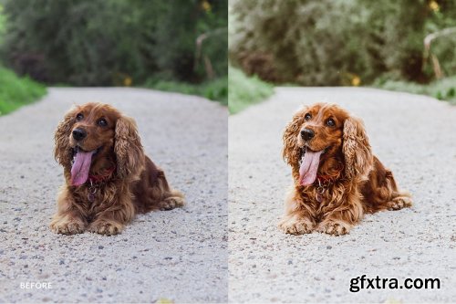 CreativeMarket - Lightroom Preset-Cute Dog Theme 4972692