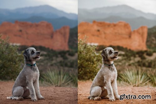 CreativeMarket - Lightroom Preset-Cute Dog Theme 4972692