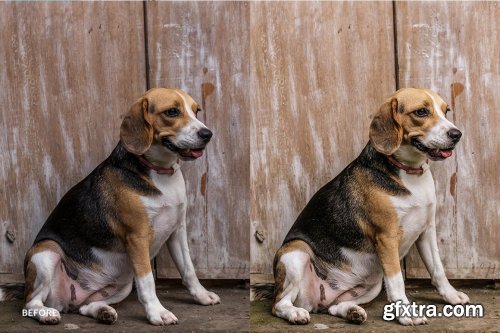 CreativeMarket - Lightroom Preset-Cute Dog Theme 4972692