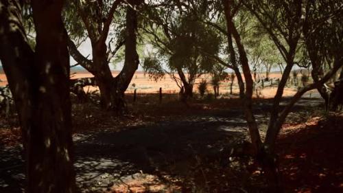 Videohive - Outback Road with Dry Grass and Trees - 33605338 - 33605338