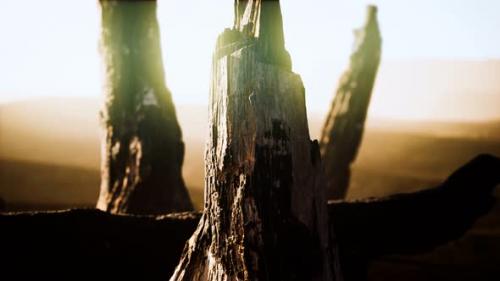 Videohive - Logs and Trunks After the Forest Fire - 33675198 - 33675198