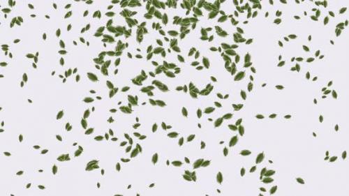 Videohive - Flowing green leaves on white background - 33693767 - 33693767