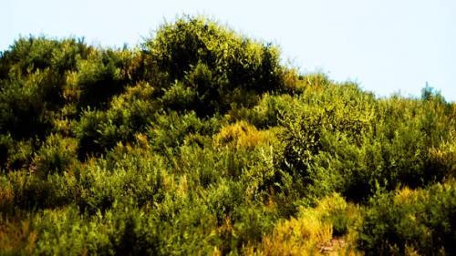 Videohive - Beach Dunes with Long Grass - 33711354 - 33711354