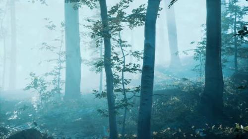 Videohive - Morning Fog in Deep Forest - 33711380 - 33711380