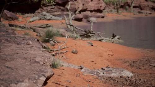 Videohive - Trees Near Colorado River in Grand Canyon - 33711634 - 33711634