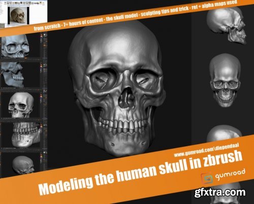 Gumroad – Modeling the human skull in zbrush