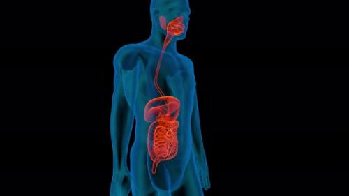 Videohive - Digestive System 3d man anatomy x-ray liver slow camera - 33732372 - 33732372