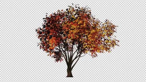 Videohive - Windy Fall Tree Loop - 33763124 - 33763124