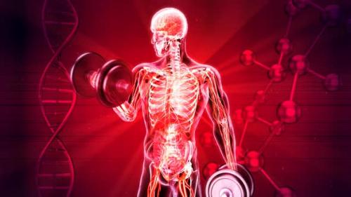 Videohive - 3D abstract art of a man in Xray doing biceps curls - 33790882 - 33790882