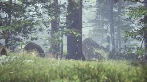 Videohive - Green Grass in the Forest at Sunny Summer Morning - 33799323 - 33799323