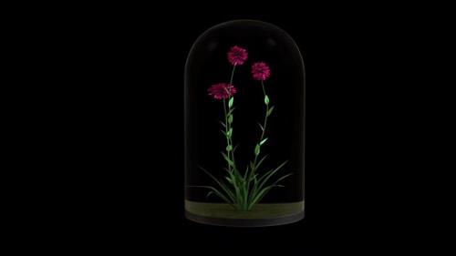 Videohive - Growing Flower In The Glass Lantern - 33704064 - 33704064