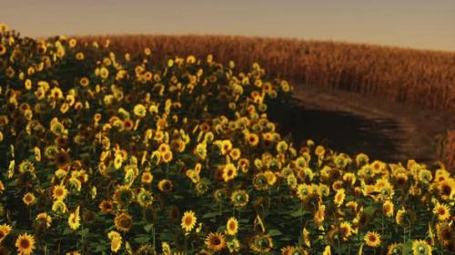 Videohive - Field of Blooming Sunflowers on a Background Sunset - 33711269 - 33711269