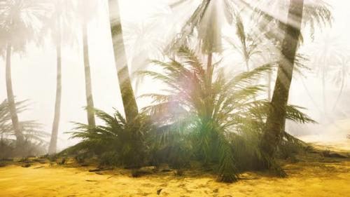 Videohive - Coconut Palms in Deep Morning Fog - 33711302 - 33711302