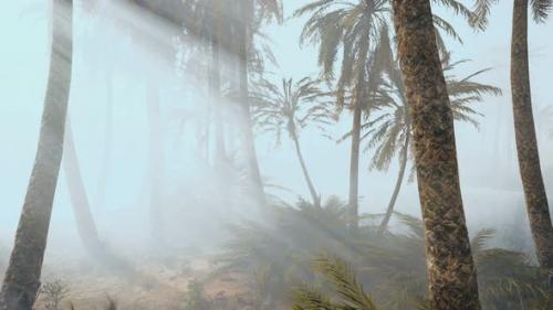 Videohive - Coconut Palms in Deep Morning Fog - 33711308 - 33711308
