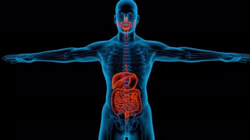 Videohive - Digestive System 3d man anatomy x-ray liver - 33720433 - 33720433