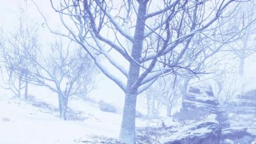 Videohive - Winter Deciduous Forest on a Foggy Morning - 33823711 - 33823711