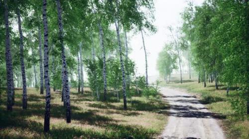 Videohive - Birch Forest in Sunlight in the Morning - 33824350 - 33824350