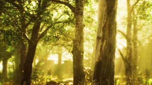 Videohive - Rays of Sunlight in a Misty Forest in Autumn - 33829716 - 33829716