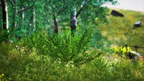 Videohive - Grass Field and Forest Trees - 33829749 - 33829749