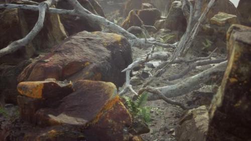 Videohive - Lava Stone Field with Dead Trees and Plants - 33848420 - 33848420