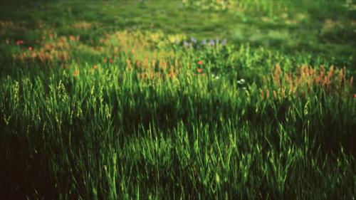 Videohive - Field with Green Grass and Wild Flowers at Sunset - 33848539 - 33848539