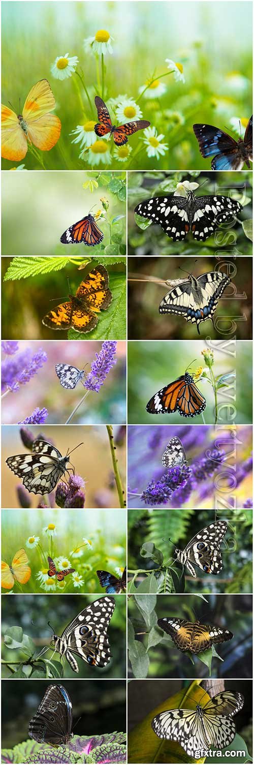 Butterflies set stock photo