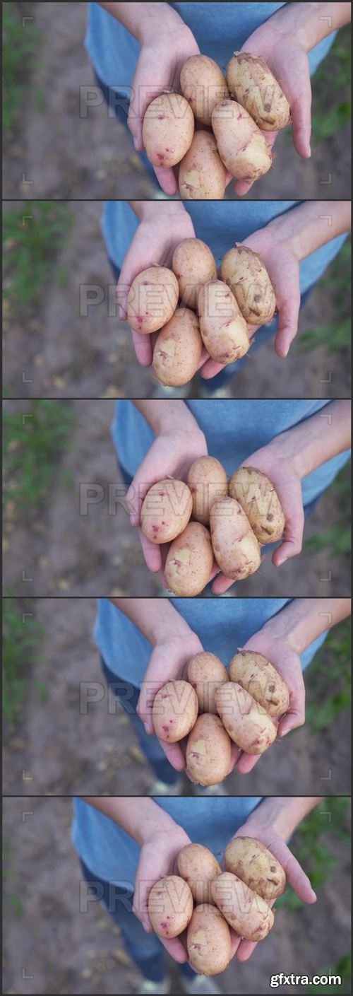 A Handful Of Potatoes 1025921