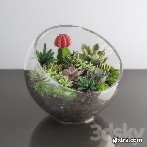 Succulents in glass bowl