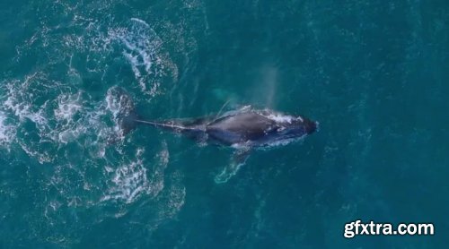 Humpback Whale Playing 727577