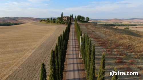 Road Lined With Cypress Trees, Tuscany 1009743 