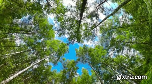 Forest On A Sunny Summer Day 1003240