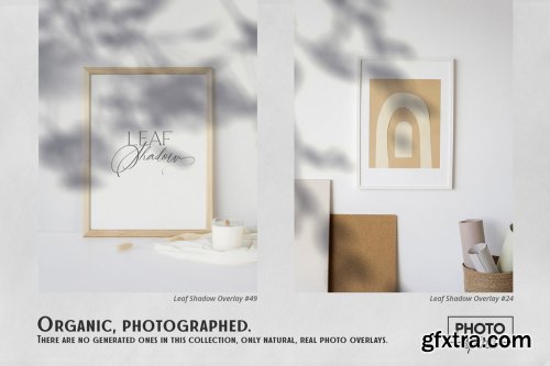 CreativeMarket - Leaf Shadow Overlays 6341914