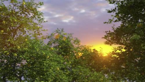 Videohive - Lemon Garden Sunset - 34054055 - 34054055