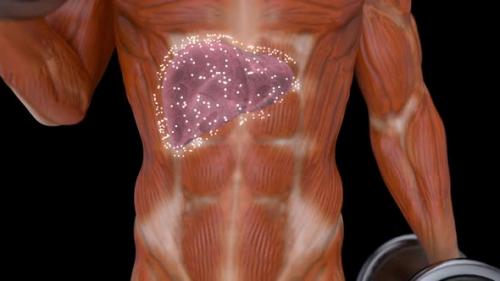 Videohive - 3D abstract medical animation of the liver - 34054128 - 34054128